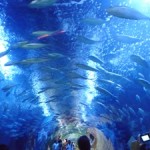 Submerge Yourself in Valencia
