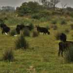 Camargue Bulls Camargue Bulls