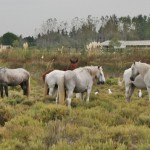 Camargue horses Camargue horses