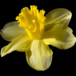 Happy St David’s Day!