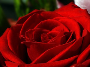 Red Rose of St George's Day