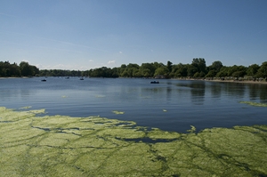 The Serpentine in the centre of London - by billfromesm