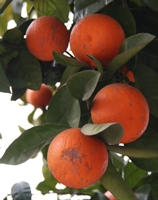 Seville Oranges