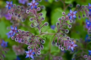 Royal Botanic Garden, Edinburgh